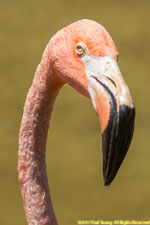flamingo closeup